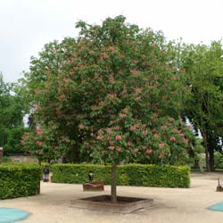 Horse-Chestnut, red